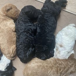 Poodle Puppies from Sweet Country Standards