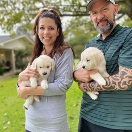 Golden Retriever Puppies from Golden Dust Retrievers
