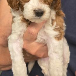 Espeon - Blenheim male Cavapoo puppy in Conklin, Michigan from Lake Michigan Couture Cavapoos & Cockapoos