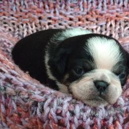 Jack - Black male Pug puppy in East Bernstadt, Kentucky from Sundance Pugs