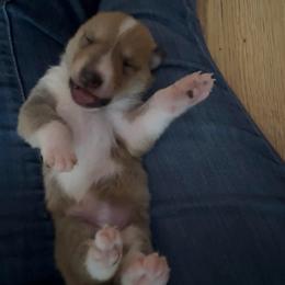 Sylvie - Sable and white female Collie puppy in Malvern, Arkansas from Lost Acres Collies