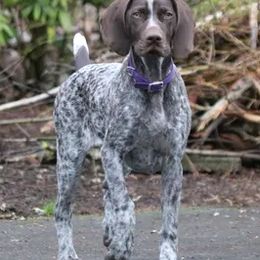 German Shorthaired Pointers from Dianna James's German Shorthaired Pointers