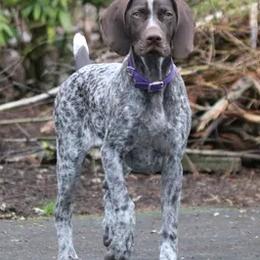 German Shorthaired Pointers from Dianna James's German Shorthaired Pointers