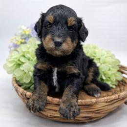 Crosley - Phantom male Bernedoodle puppy in Thornville, Ohio from Four Front Doodles & Friends