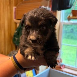 Sweet potato - Black tri-color female Australian Shepherd puppy in Altmar, New York from E&C Australian Shepherds