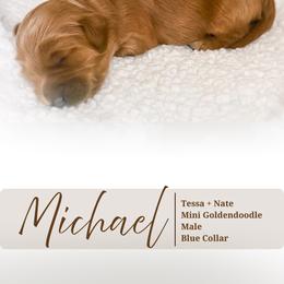 Michael - Apricot male Goldendoodle puppy in Garden Grove, California from Sunkissed Doodles