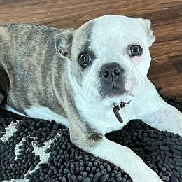 Boston Terrier puppies from Sugar Baby Bostons