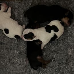 Yorkshire Terrier Puppies from Behrens_Beauties