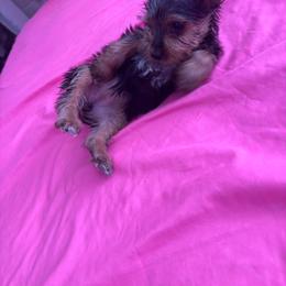 Favi - Blue and gold female Yorkshire Terrier puppy in Los Angeles, California from Munoz yorkies