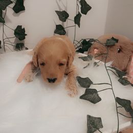 Goldendoodle Puppies from Wesley Doodles