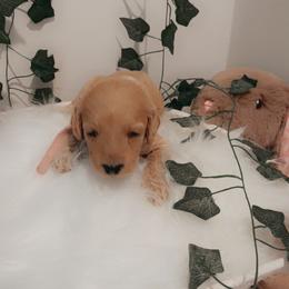 Goldendoodle Puppies from Wesley Doodles