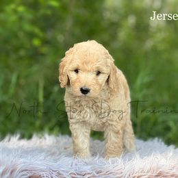 Jersey - Goldendoodle puppy in Lancaster, Minnesota from North Star Dog Training
