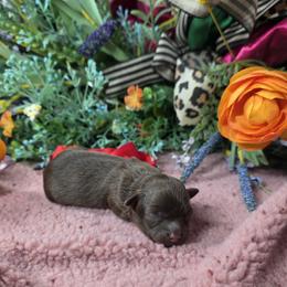 Reese - Brown male Shihpoo puppy in Delphos, Ohio from Route 66 Poodles & Doodles, Sapphire Shih-tzu's of Ohio