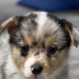 American Corgis and Pembroke Welsh Corgis from Jack & Kate's Corgis