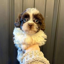 Hamlet - Liver and white male Shih Tzu puppy in Stroud, Oklahoma from Laik’s Little Shihtz & Poms