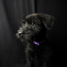 Girl 6 - Lavender Collar - Black female Giant Schnauzer puppy in St George, Utah from Schnauzer Ranch