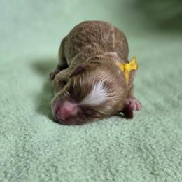 Lincoln - male Golden Mountain Dog puppy in Crawfordsville, Iowa from DoodleBlessings