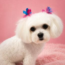 Dixie - Maltese