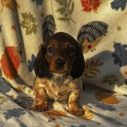 Dachshund Puppies from Signature Sloan - Long Hair Dachshunds