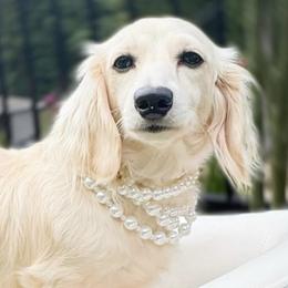 Cavalier King Charles Spaniels and Dachshunds from Irresistible Dachshunds & Cavalier King Charles Spaniel
