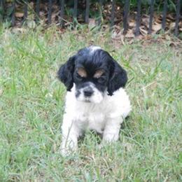 Boy 2 - Black white and tan male Cocker Spaniel puppy in Beech Island, South Carolina from Mike's Best Friends