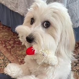 Lola - Coton de Tulear