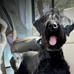 Giant Schnauzers from Desert Dusted Giants