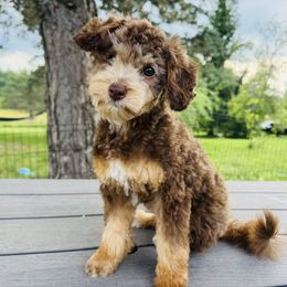 Keebler: only available locally - Red tri-color male Aussiedoodle puppy in Watertown, Wisconsin from Little Bear Paws Aussiedoodles