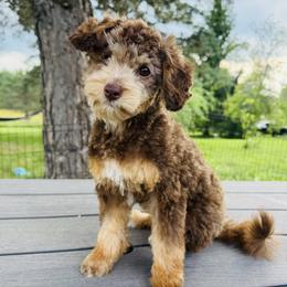 Keebler: only available locally - Red tri-color male Aussiedoodle puppy in Watertown, Wisconsin from Little Bear Paws Aussiedoodles