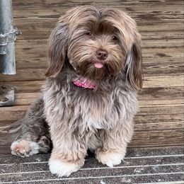 Companion Cross puppies from Havanese With Love Breeding Co.