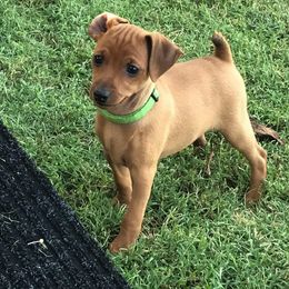 Miniature Pinscher and Russian Toy Puppies from Fede Miniature Pinschers & Russian Toys