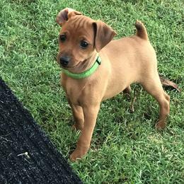 Miniature Pinscher and Russian Toy Puppies from Fede Miniature Pinschers & Russian Toys