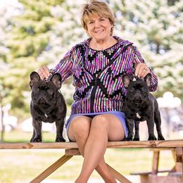 French Bulldog All Grown Up from Suirac French Bulldogs