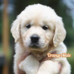 Gelato - Light golden male Golden Retriever puppy in Hagerstown, Maryland from Pinewood Acres Goldens
