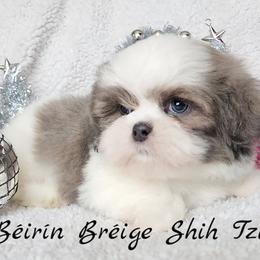 Shih Tzu Puppies from Beirin Breige Shih Tzus