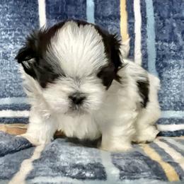 Tommy - Black and white male Shih Tzu puppy in Easley, South Carolina from Full of Shih Tzus