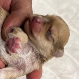 Cadence - Wheaten female Miniature Schnauzer puppy in Menifee, California from Moonshine’s Minis