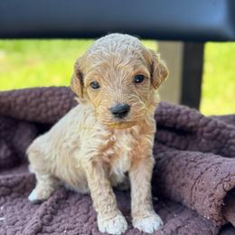 Blue Ribbon - Apricot male Goldendoodle puppy in Wharton, Texas from Little Fur Friends