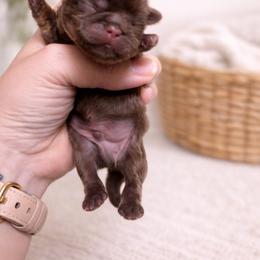 Ledger - Liver and white male Shih Tzu puppy in Trinity, North Carolina from Trinity Shih Tzu