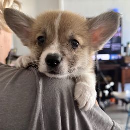 Algiz Gebo Forward - Fawn male Pembroke Welsh Corgi puppy in Hallandalle, Florida from Algiz Gebo