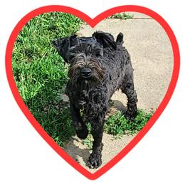 Benji - Miniature Schnauzer