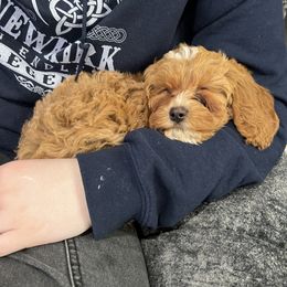 Cavapoo Puppies from The West Family