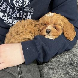 Cavapoo Puppies from The West Family
