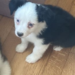 Kizzie - Black tri female Toy Australian Shepherd puppy in Needham, Indiana from Tiny Toy Aussies