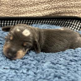 Ziti - Dapple male Dachshund puppy in Scottdale, Pennsylvania from Our Sweet Dachshund Farm