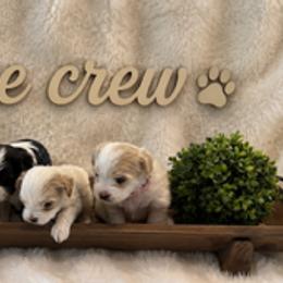 Yorkshire Terriers from Wendy's Pawsitive Training, LLC