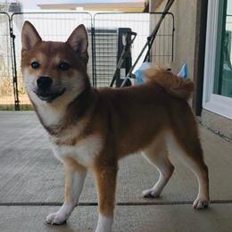 Boy 2 - Sesame male Shiba Inu puppy in Wildomar, California from Almond & Sesame