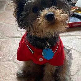 Yorkshire Terrier Puppies from Bayview Yorkies