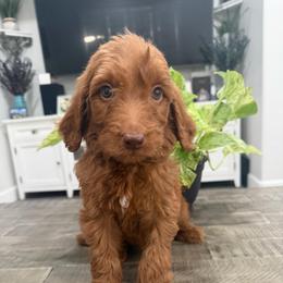 Dark Blue - Red  male Goldendoodle puppy in Bakersfield, California from Lavish Doodles