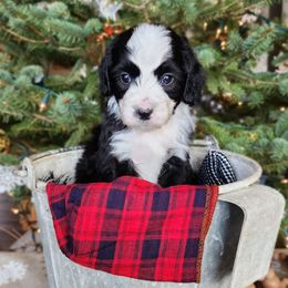 Peppermint - Black and white male Aussiedoodle puppy in Lake Bronson, Minnesota from Jupiter Doodles